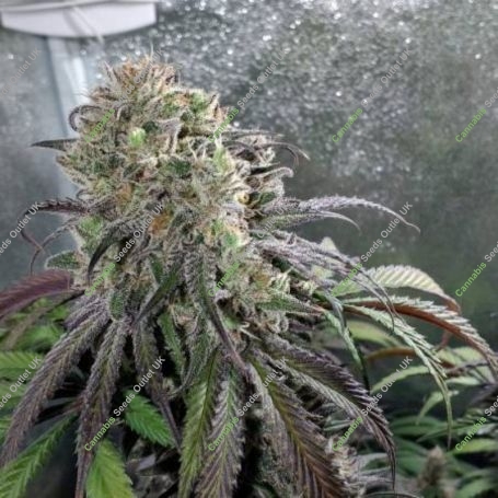 Zombie Kush S1 Feminized Marijuana Strain by Ripper Seeds For Sale Online at Cannabis Seeds Outlet
