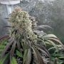Zombie Kush S1 Feminized Marijuana Strain by Ripper Seeds For Sale Online at Cannabis Seeds Outlet