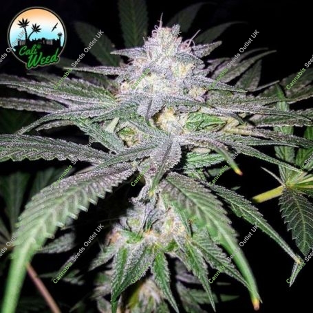Headbanger Feminized Marijuana Strain by Cali Weed For Sale Online at Cannabis Seeds Outlet