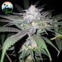 Headbanger Feminized Marijuana Strain by Cali Weed For Sale Online at Cannabis Seeds Outlet
