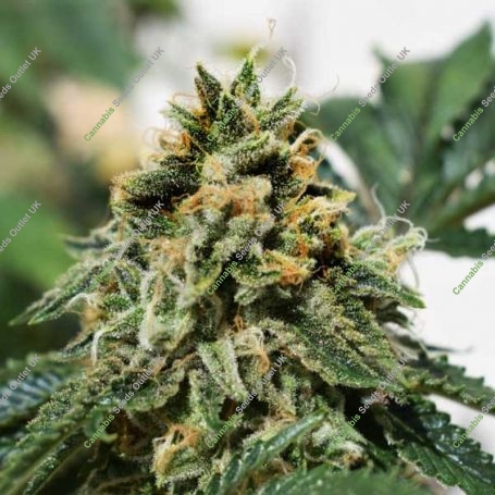 Banana Dance Feminized Marijuana Strain by Freedom of Seeds For Sale Online at Cannabis Seeds Outlet