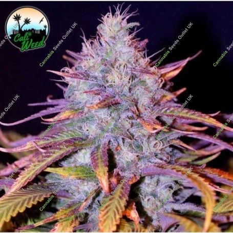 Blue Dream Feminized Marijuana Strain by Cali Weed For Sale Online at Cannabis Seeds Outlet