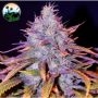 Blue Dream Feminized Marijuana Strain by Cali Weed For Sale Online at Cannabis Seeds Outlet