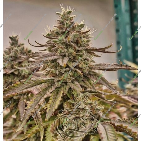 Chimeran Blue Feminized Marijuana Strain by Dragon Seeds For Sale Online at Cannabis Seeds Outlet