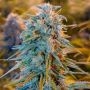 Blue Monsoon Pilchards Feminized Marijuana Strain by Pilchards Caviar Bodega For Sale Online at Cannabis Seeds Outlet