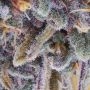 Blue Monsoon Pilchards Feminized by Pilchards Caviar Bodega THC Content Potency Strength CBD Height Yield Flowering Time Indica 