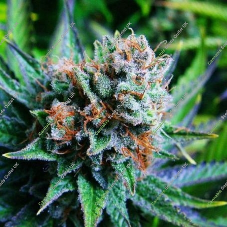 Blue Dream Regular Marijuana Strain by Nirvana For Sale Online at Cannabis Seeds Outlet