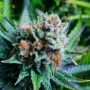 Blue Dream Regular Marijuana Strain by Nirvana For Sale Online at Cannabis Seeds Outlet