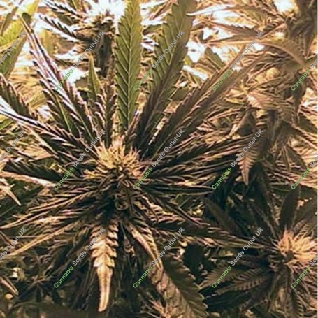 Columbia Blaze Reg Marijuana Strain by British Columbia For Sale Online at Cannabis Seeds Outlet