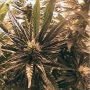 Columbia Blaze Reg Marijuana Strain by British Columbia For Sale Online at Cannabis Seeds Outlet