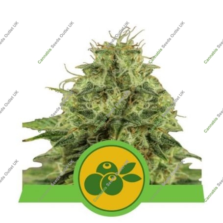 Haze Berry Auto Feminized Marijuana Strain by Royal Queen Seeds For Sale Online at Cannabis Seeds Outlet