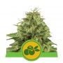 Haze Berry Auto Feminized Marijuana Strain by Royal Queen Seeds For Sale Online at Cannabis Seeds Outlet