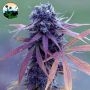 Blue Dream Auto Feminized Marijuana Strain by Cali Weed For Sale Online at Cannabis Seeds Outlet