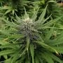 Blue Dream Auto Feminized Marijuana Strain by Garden of Green For Sale Online at Cannabis Seeds Outlet