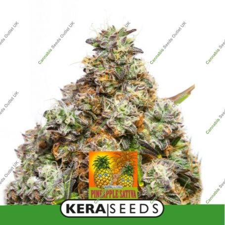 Pineapple Sativa Auto Feminized Marijuana Strain by Kera Seeds For Sale Online at Cannabis Seeds Outlet