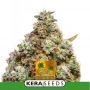 Pineapple Sativa Auto Feminized Marijuana Strain by Kera Seeds For Sale Online at Cannabis Seeds Outlet
