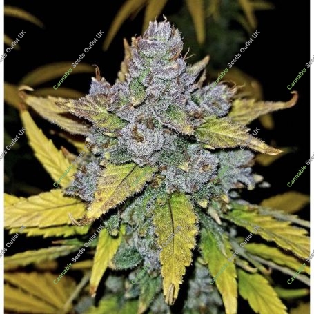 Blue Dream Auto Feminized Marijuana Strain by Nirvana For Sale Online at Cannabis Seeds Outlet