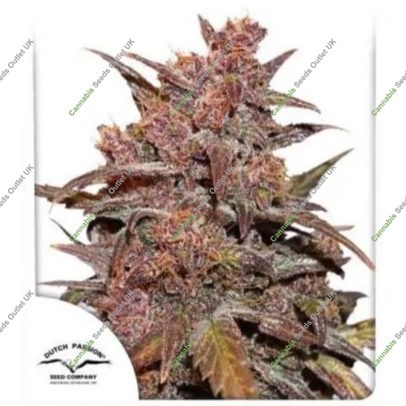 Blackberry Kush CBD Auto Marijuana Strain by Dutch Passion For Sale Online at Cannabis Seeds Outlet
