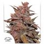 Blackberry Kush CBD Auto Marijuana Strain by Dutch Passion For Sale Online at Cannabis Seeds Outlet