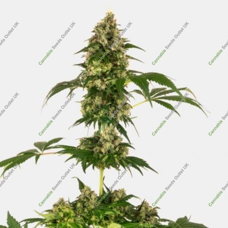 Cobalt Haze Feminized Marijuana Strain by Sensi Seed Bank For Sale Online at Cannabis Seeds Outlet