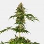 Cobalt Haze Feminized Marijuana Strain by Sensi Seed Bank For Sale Online at Cannabis Seeds Outlet