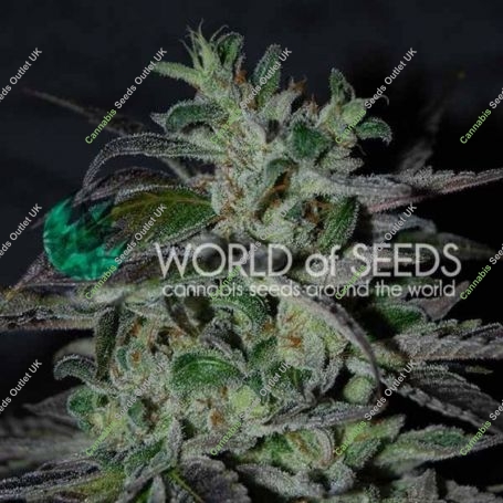 Strawberry Blue Fast V Feminized Marijuana Strain by World of Seeds For Sale Online at Cannabis Seeds Outlet