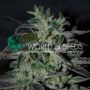 Strawberry Blue Fast V Feminized Marijuana Strain by World of Seeds For Sale Online at Cannabis Seeds Outlet