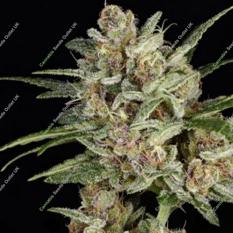 Super Mad Sky Floater Feminized Marijuana Strain by Super Sativa Seed Club For Sale Online at Cannabis Seeds Outlet