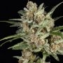Super Mad Sky Floater Feminized Marijuana Strain by Super Sativa Seed Club For Sale Online at Cannabis Seeds Outlet