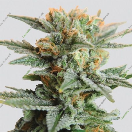 Blueberry Auto Feminized Marijuana Strain by Nirvana For Sale Online at Cannabis Seeds Outlet