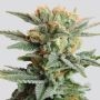 Blueberry Auto Feminized Marijuana Strain by Nirvana For Sale Online at Cannabis Seeds Outlet