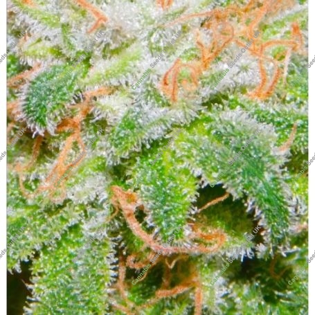 The Runtz Feminized Marijuana Strain by BSB Genetics For Sale Online at Cannabis Seeds Outlet
