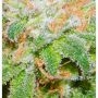 The Runtz Feminized Marijuana Strain by BSB Genetics For Sale Online at Cannabis Seeds Outlet