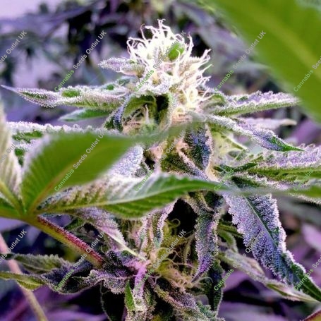 Runtz Feminized Marijuana Strain by Elev8 Seeds For Sale Online at Cannabis Seeds Outlet
