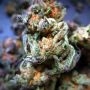 Runtz Feminized by Elev8 Seeds THC Content Potency Strength CBD Height Yield Flowering Time Indica Sativa Genetics