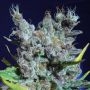 Runtz Gum Marijuana Strain by Original Sensible Seeds For Sale Online at Cannabis Seeds Outlet