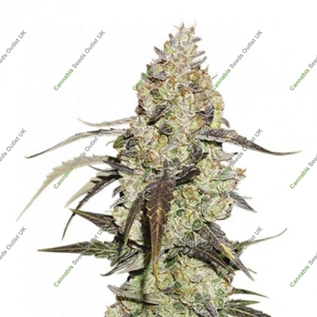 Runtz Marijuana Strain by Seed Stockers For Sale Online at Cannabis Seeds Outlet