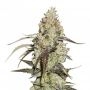 Runtz Marijuana Strain by Seed Stockers For Sale Online at Cannabis Seeds Outlet