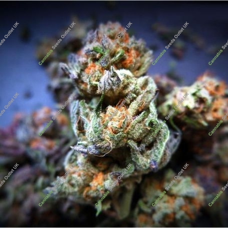 Bubble Runtz Feminized Marijuana Strain by TasteBudz For Sale Online at Cannabis Seeds Outlet
