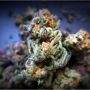 Bubble Runtz Feminized Marijuana Strain by TasteBudz For Sale Online at Cannabis Seeds Outlet