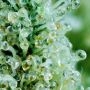 Bubble Runtz Feminized by TasteBudz THC Content Potency Strength CBD Height Yield Flowering Time Indica Sativa Genetics