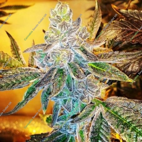 Watermelon Zkittlez x Animal Cookies Feminized Marijuana Strain by Ripper Seeds For Sale Online at Cannabis Seeds Outlet