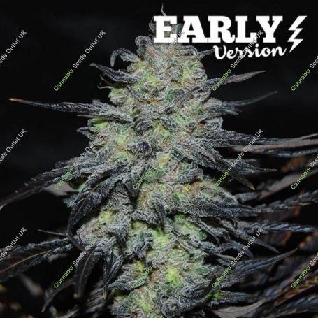 Golosa Fast V Feminized Marijuana Strain by Delicious Seeds For Sale Online at Cannabis Seeds Outlet