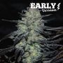 Golosa Fast V Feminized Marijuana Strain by Delicious Seeds For Sale Online at Cannabis Seeds Outlet