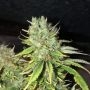 Blue Cindy Feminized Marijuana Strain by G13 Labs For Sale Online at Cannabis Seeds Outlet