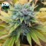 Cali Dream Feminized Marijuana Strain by Cali Weed For Sale Online at Cannabis Seeds Outlet