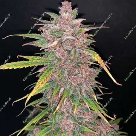 Blueberry Sugar Pine Feminized Marijuana Strain by Top Shelf Elite For Sale Online at Cannabis Seeds Outlet