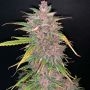 Blueberry Sugar Pine Feminized Marijuana Strain by Top Shelf Elite For Sale Online at Cannabis Seeds Outlet