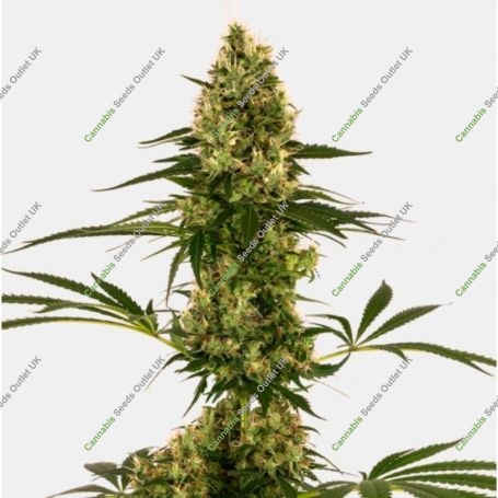 Blue Bullet Auto Feminized Marijuana Strain by Sensi Seed Bank For Sale Online at Cannabis Seeds Outlet