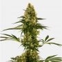 Blue Bullet Auto Feminized Marijuana Strain by Sensi Seed Bank For Sale Online at Cannabis Seeds Outlet